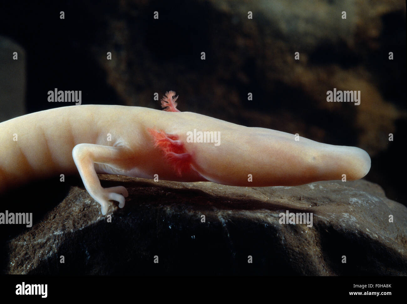 Olm (Proteus anguinus) on rock, Oliero cave, Valle del Brenta, commune di Valstagna, northern Italy, March 2005, Vulnerable species Stock Photo