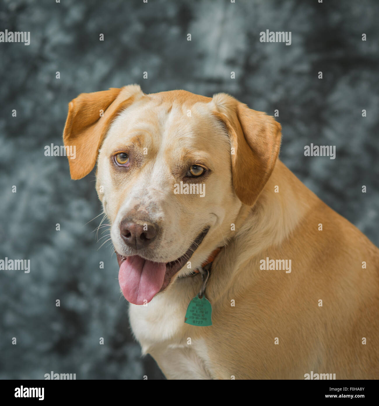 Yellow dog portrait Stock Photo