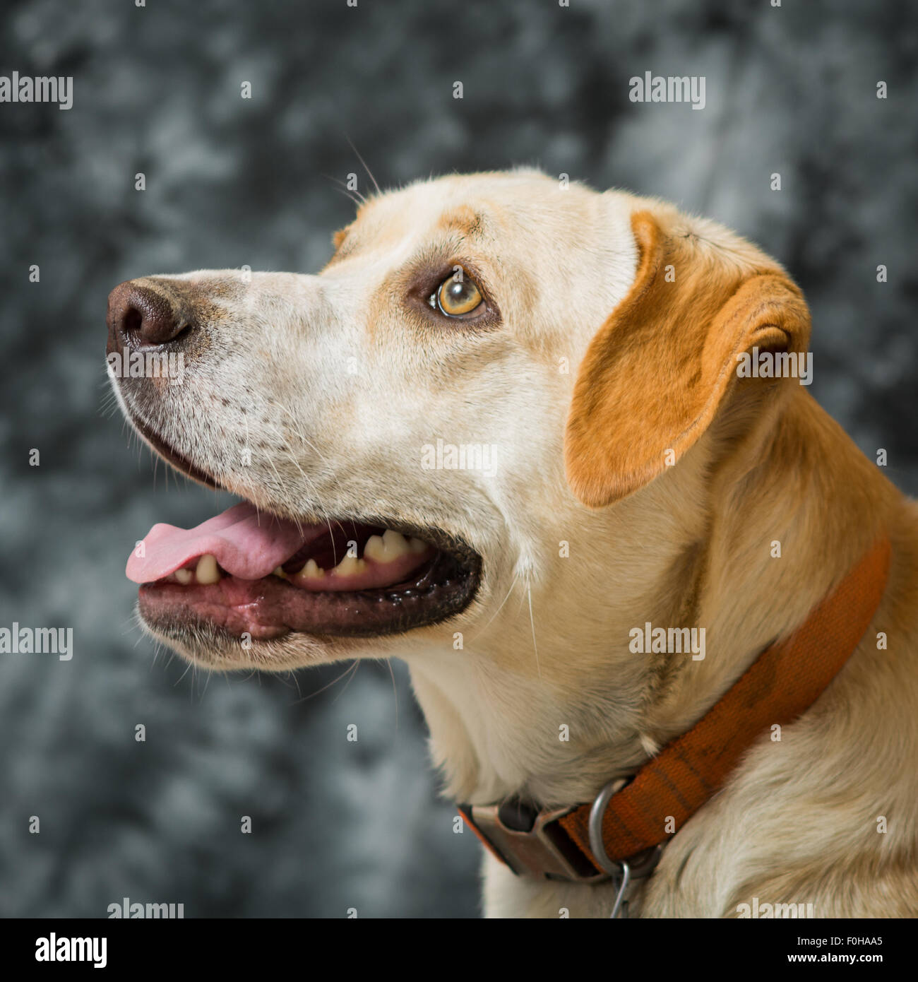 Yellow dog portrait looking up Stock Photo