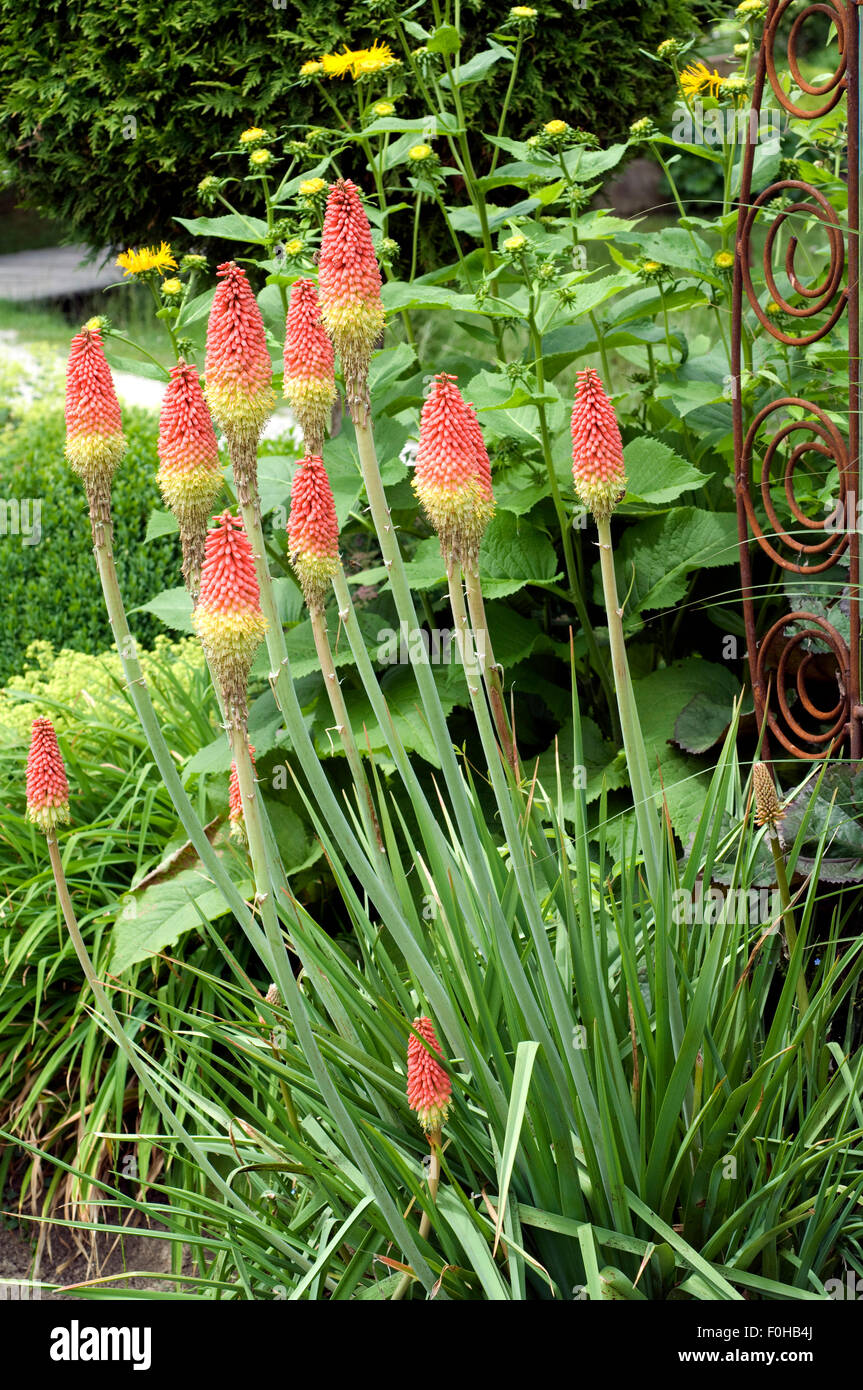 Orange torch lilies hi-res stock photography and images - Alamy