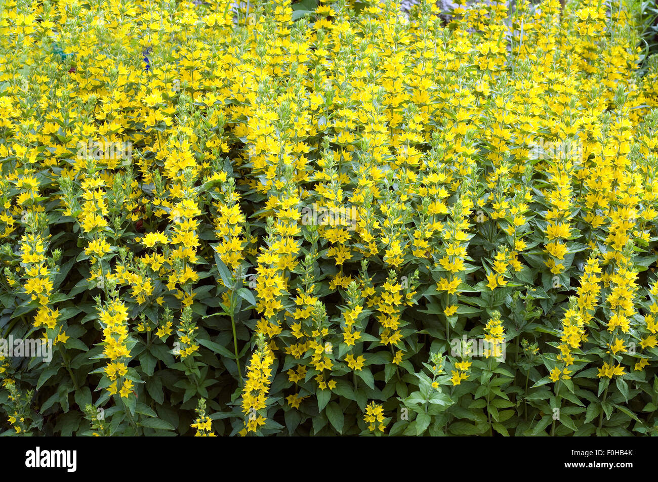 Felberich, Lysimachia, Stock Photo