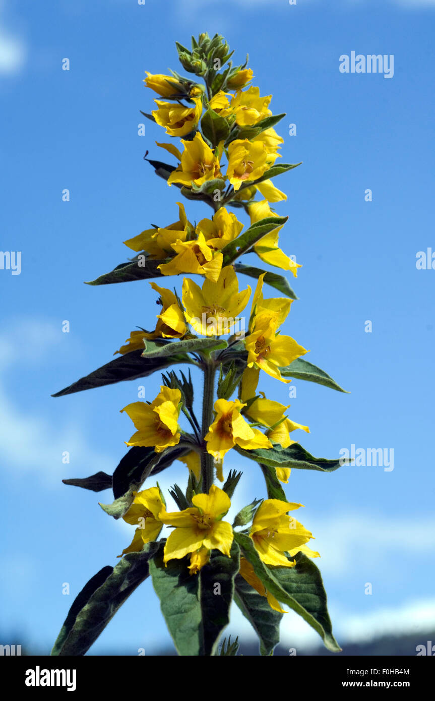 Felberich, Lysimachia, ephemerum, Bluetenkerzen, Stock Photo