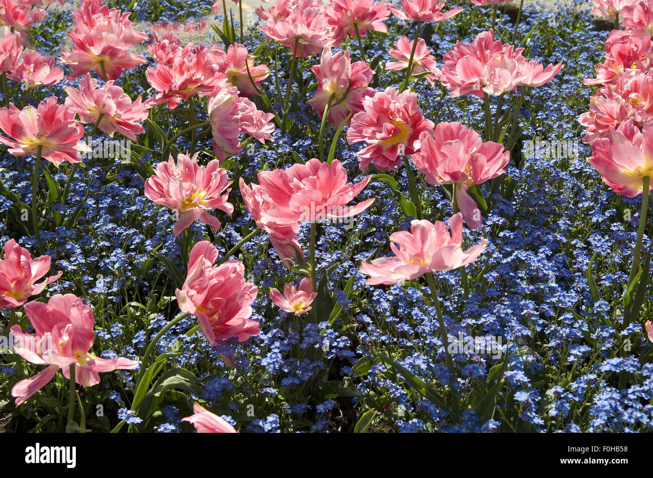 Tulpenbluete; Fruehjahrsblumen; bunte; Stock Photo