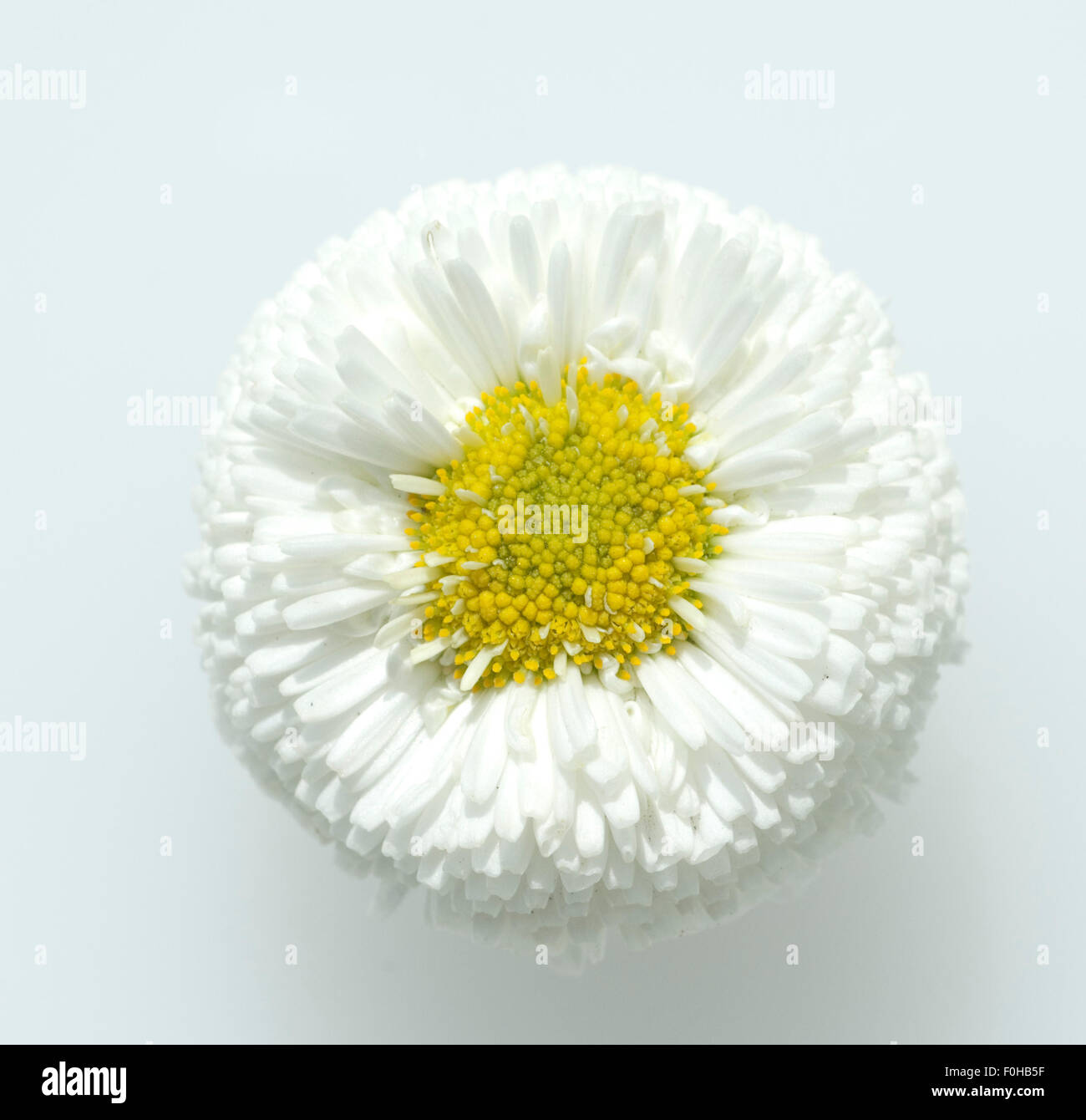 Gaensebluemchen; Bellis; Perennis; Stock Photo