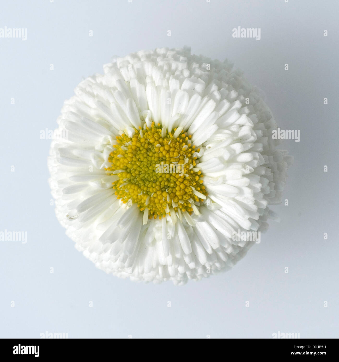 Gaensebluemchen; Bellis; Perennis; Stock Photo