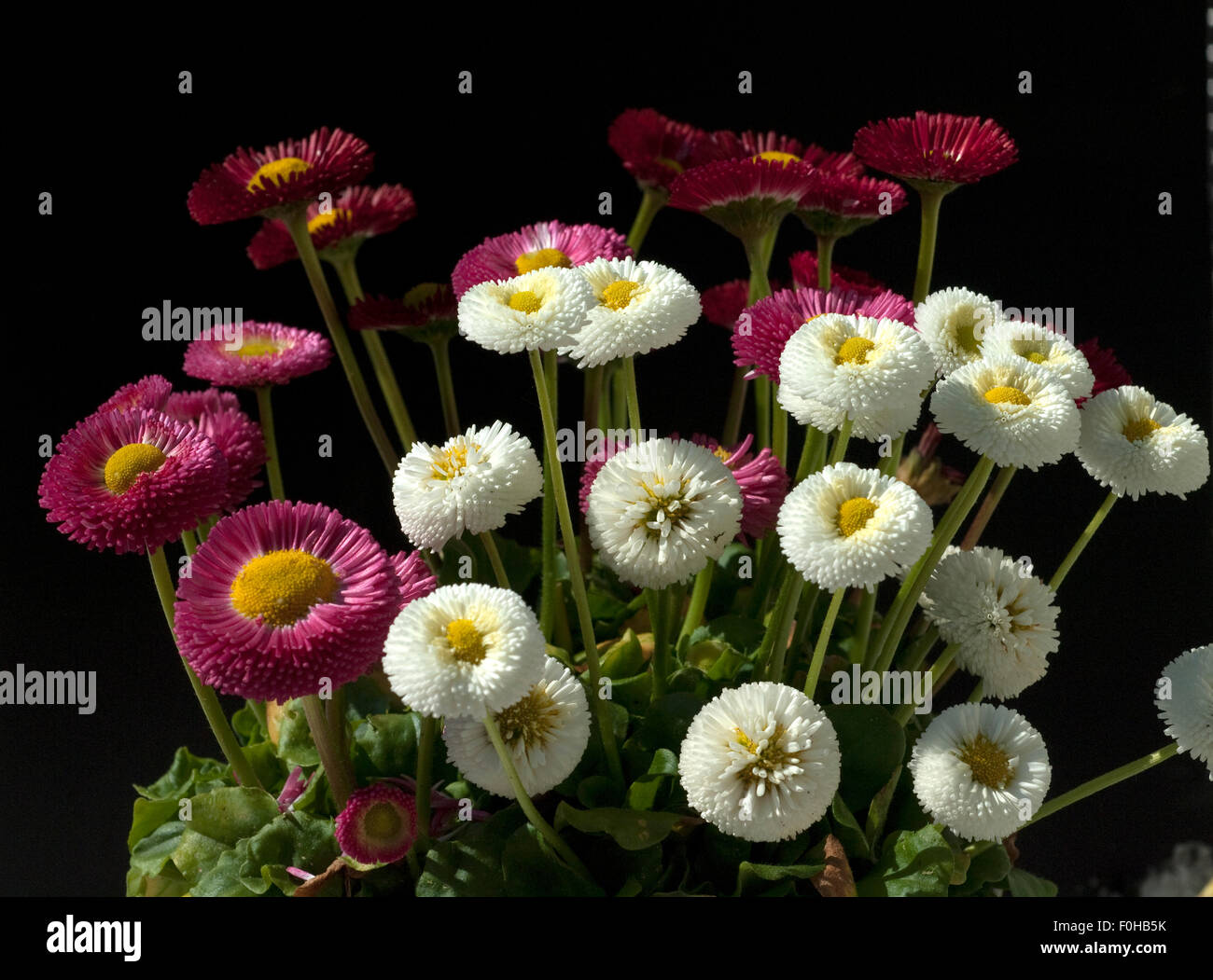 Gaensebluemchen; Bellis; Perennis; Stock Photo