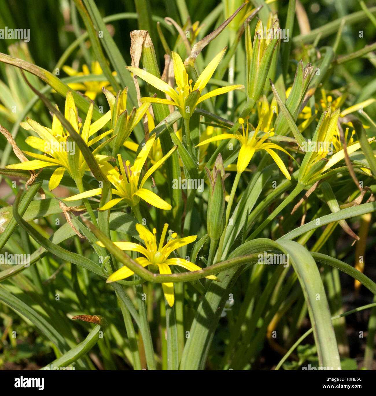 Gelbstern, Wiesen-Gelbstern, Gagea pratensis, Stock Photo