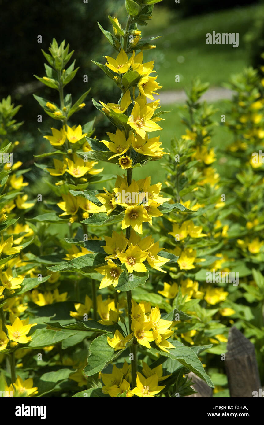 Gold-Felberich; Lysimachia punctata Stock Photo