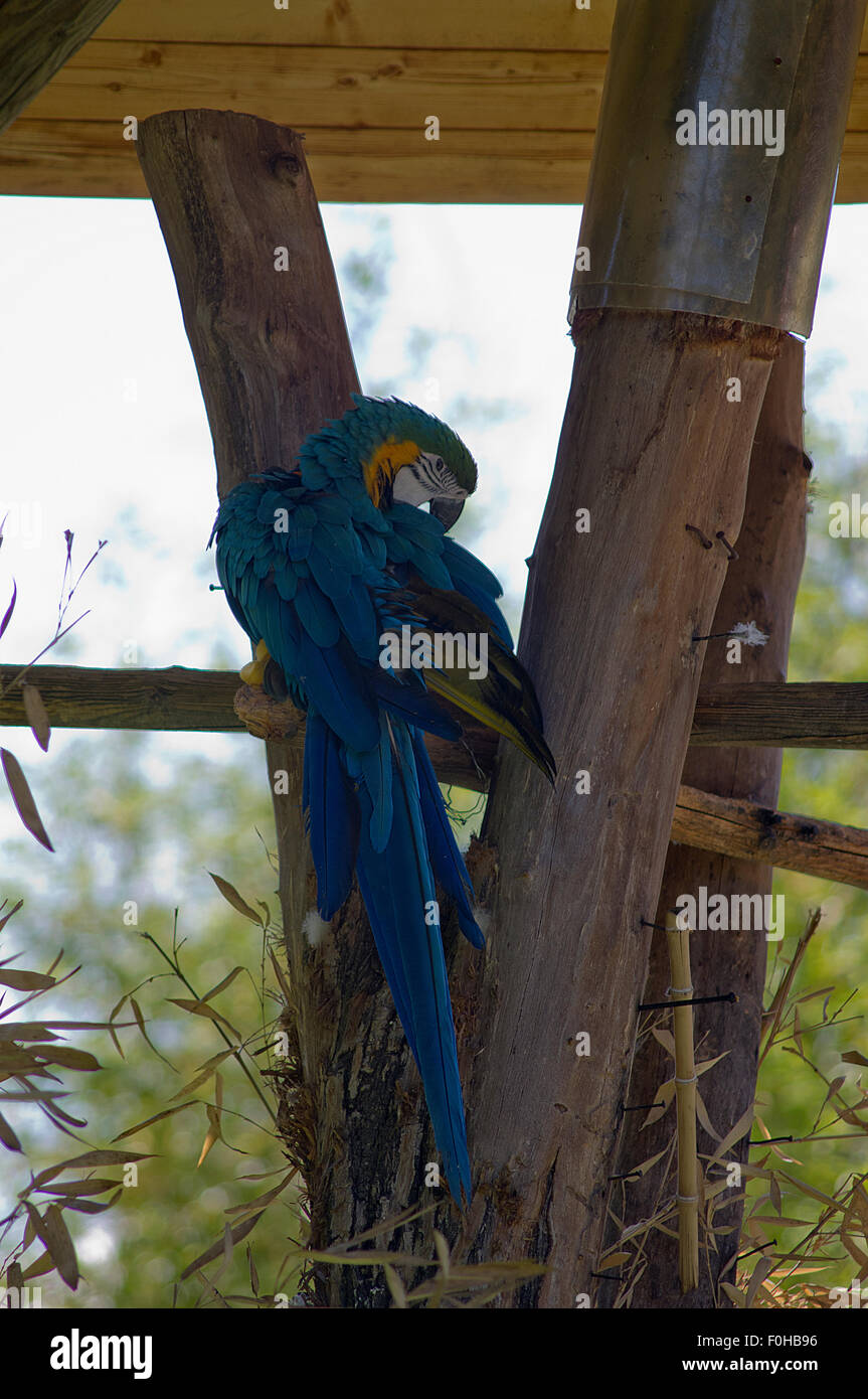 Colored parrot closeup, parrot on a tree, parrot bird, wildlife photo Stock Photo
