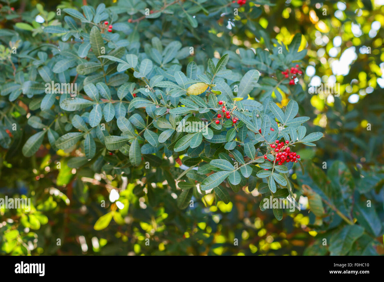 Fruits (berry) of Schinus terebinthifolius, Brazilian pepper, aroeira, rose pepper, Christmasberry tree. Selective focus. Natura Stock Photo