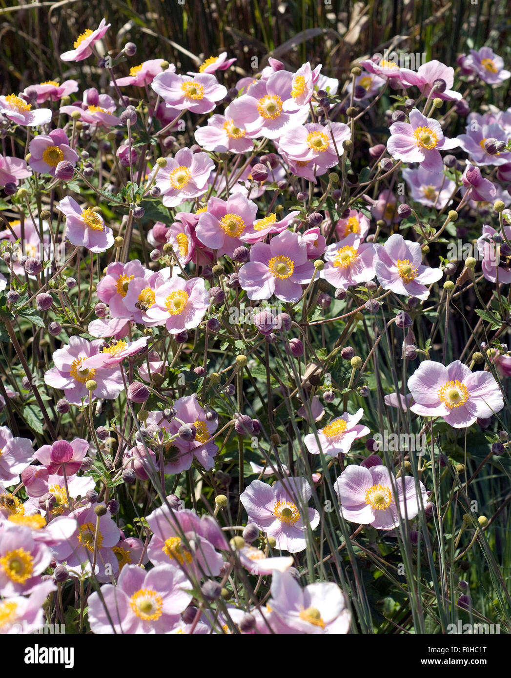 Rosa tomentosa hires stock photography and images Alamy