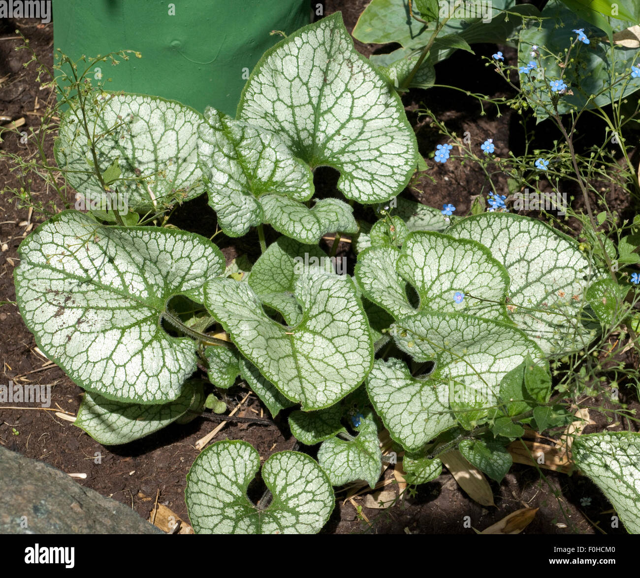Kaukasusvergissmeinnicht, Brunnera, macrophylla, Jack, Frost, Stock Photo