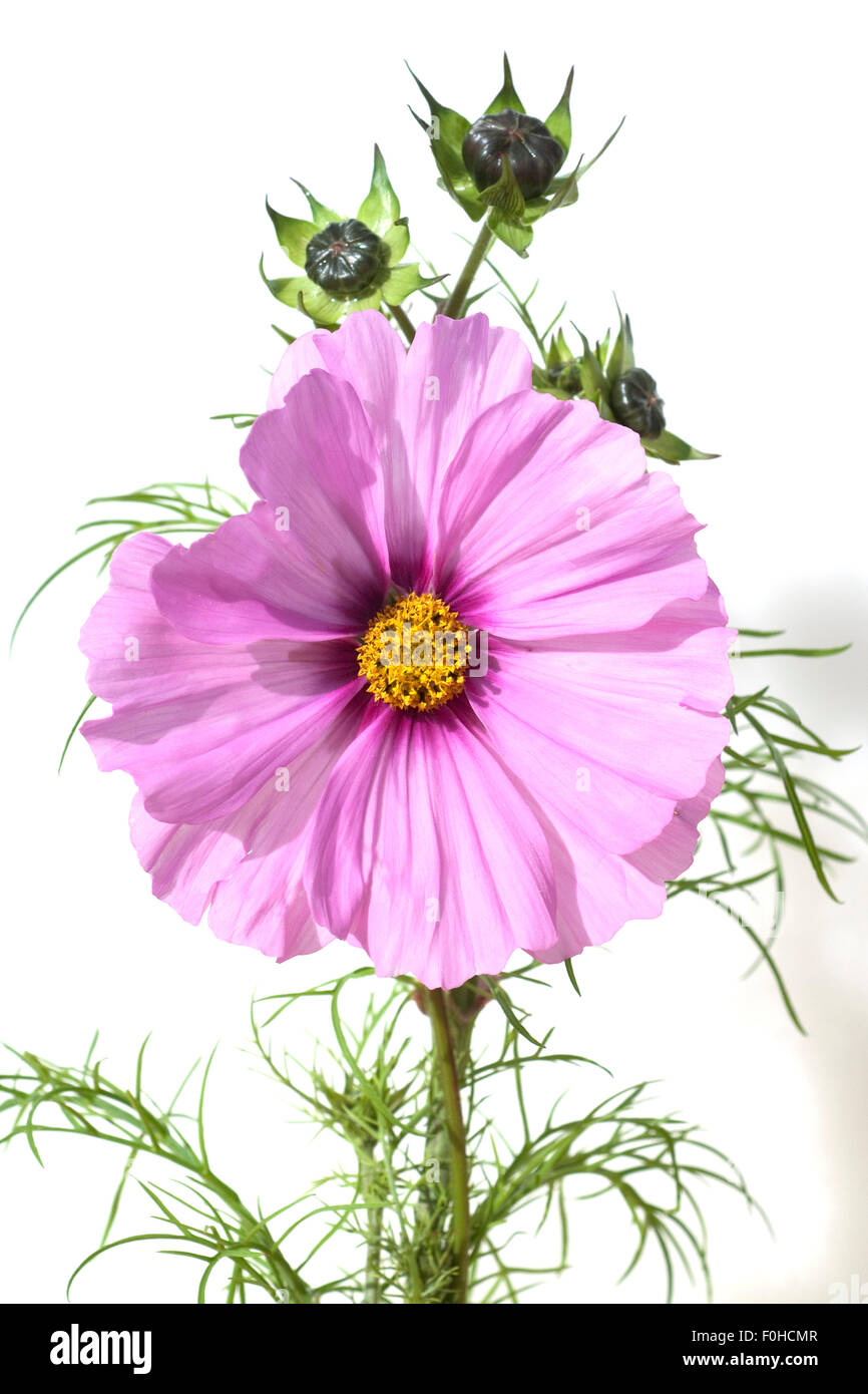 Kosmee; Cosmos; bipinnatus; Schmuckkoerbchen; Sommerblume; Gartenblume; Stock Photo
