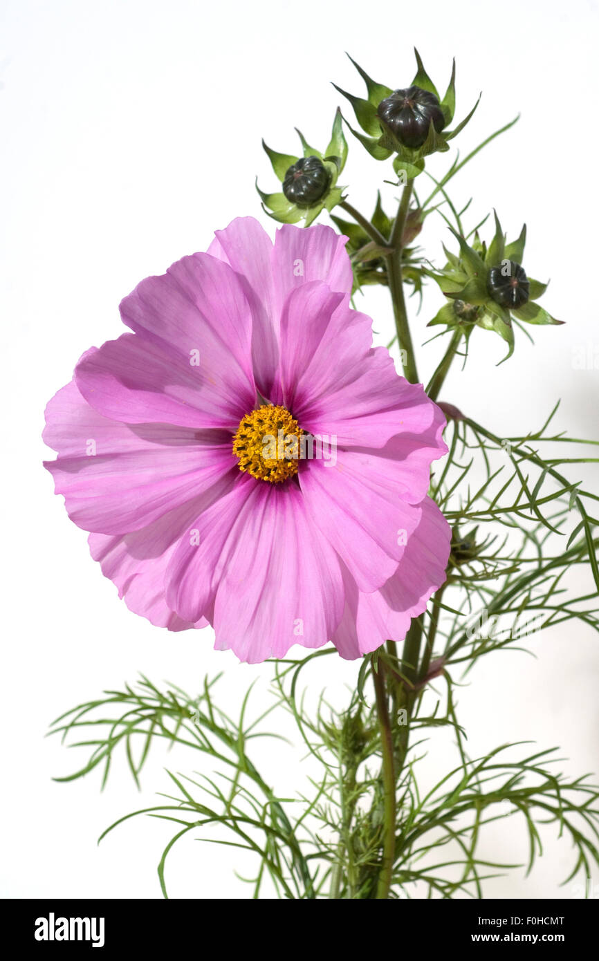Kosmee; Cosmos; bipinnatus; Schmuckkoerbchen; Sommerblume; Gartenblume; Stock Photo