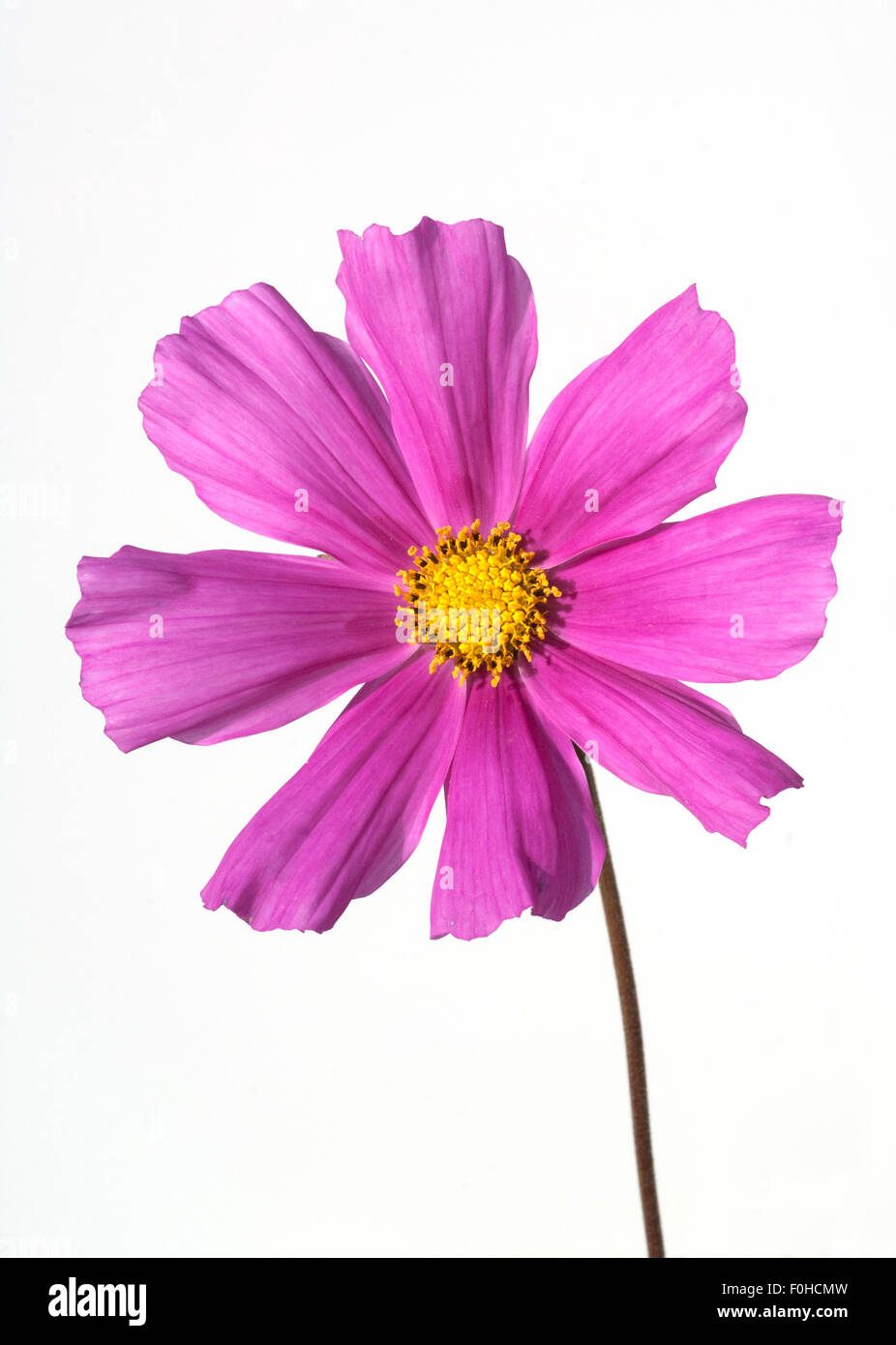 Kosmeabluete, Cosmos bipinnatus Stock Photo