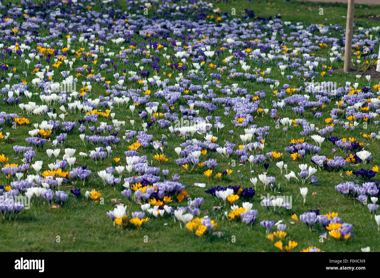 Blumenwiese, Krokusse, Stock Photo