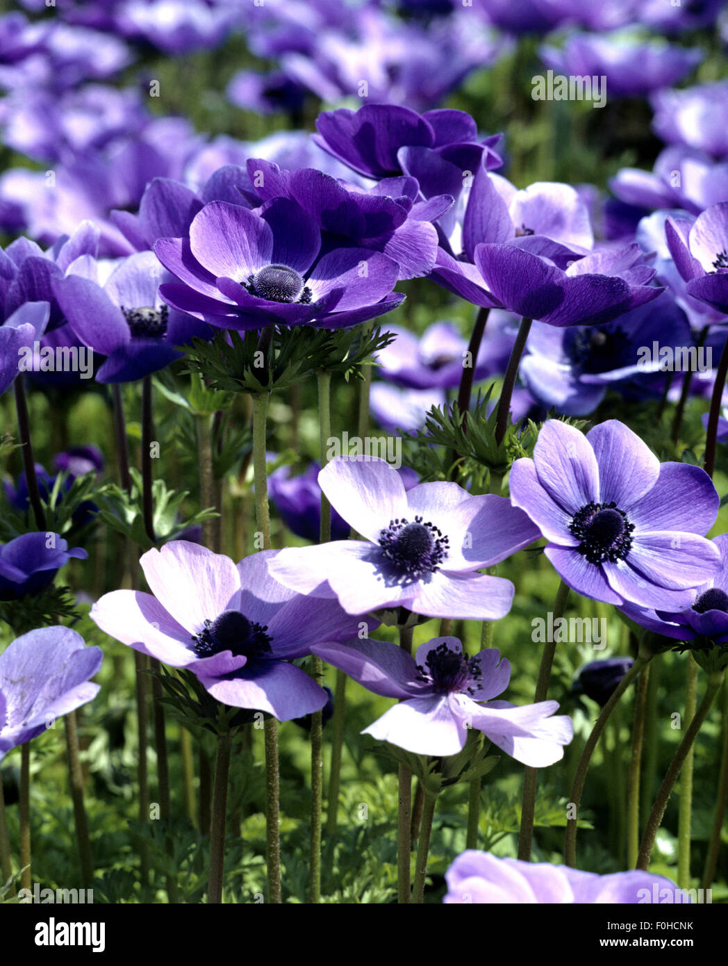 Kronenanemone, Anemone coronaria, Anemone, Blau, Blumen Stock Photo