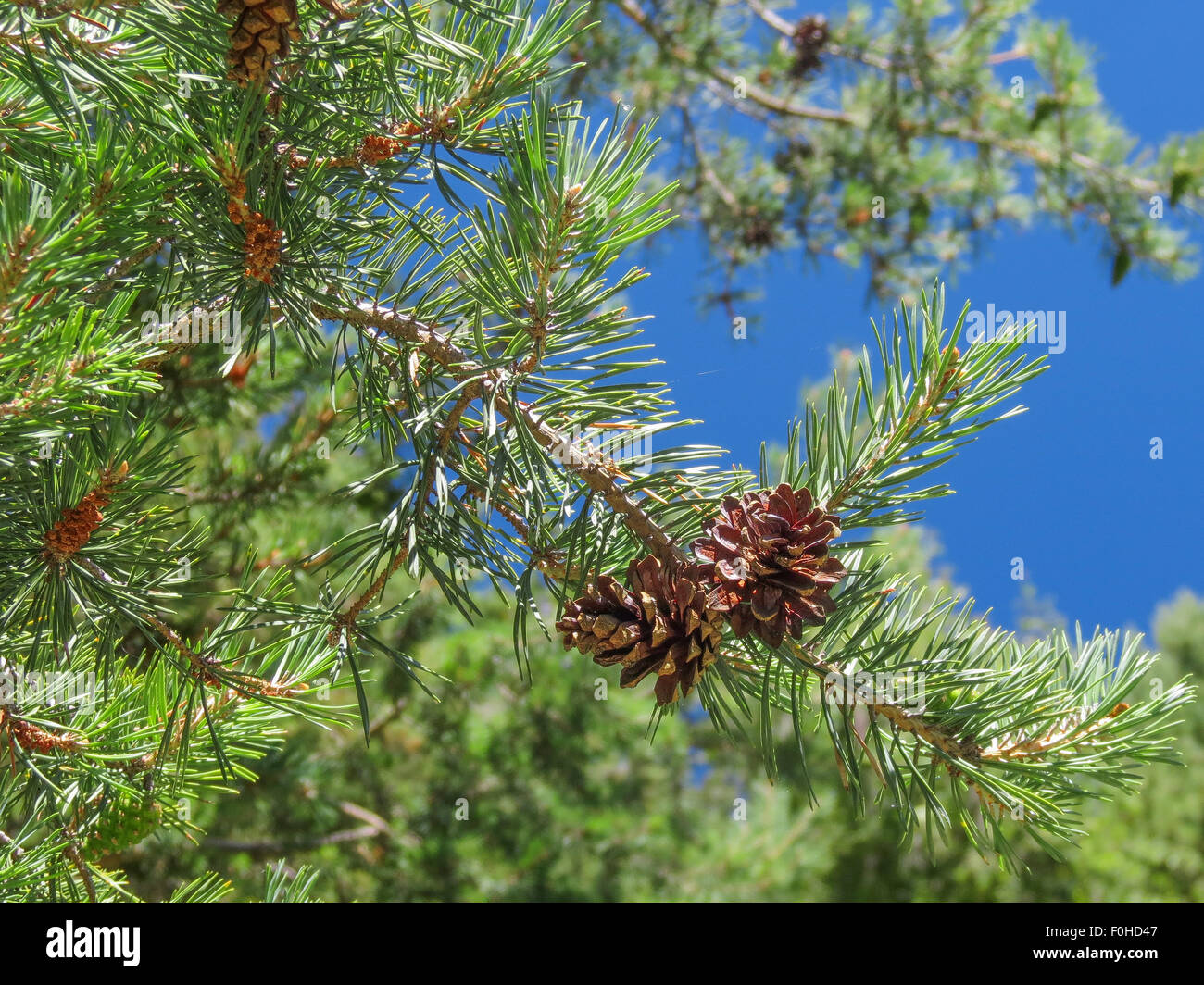 Pinus sylvestris. Scots pine in the Mont Avic natural park. Valle d'Aosta. Italian Alps. Europe Stock Photo