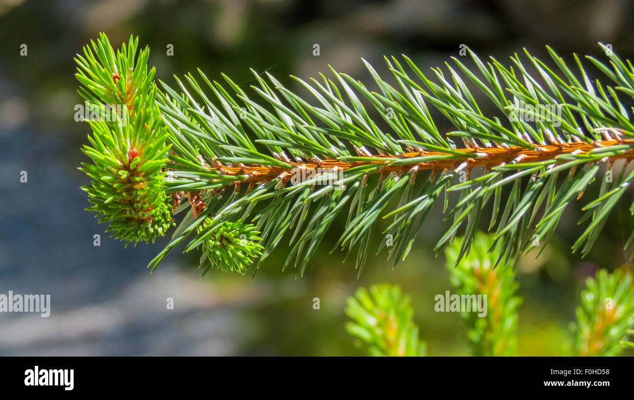 Pinus sylvestris hi-res stock photography and images - Alamy