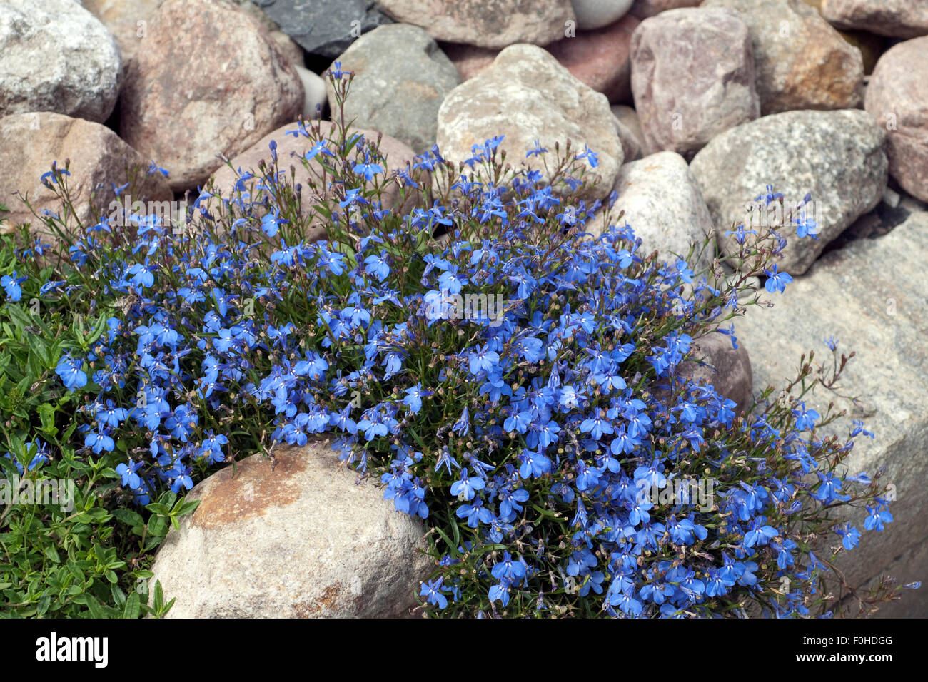 Lobelie, Lobelia, erinus, Blaue, Lobelien, Stock Photo