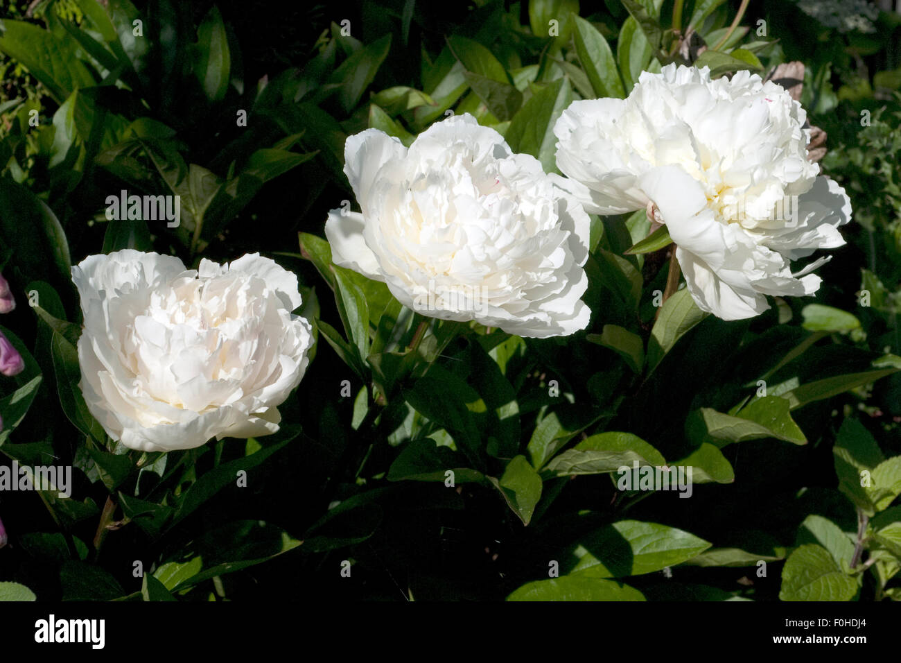 Pfingstrose; Paeonia Stock Photo