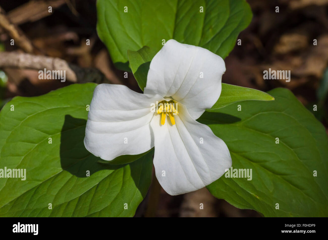 White Trillium Ontario's Provincial flower Stock Photo Alamy