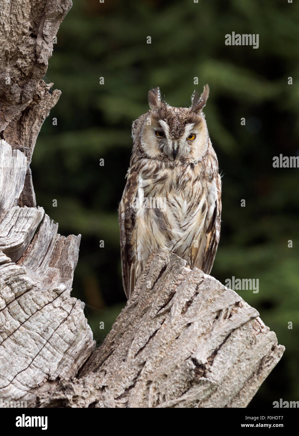 Long Eared Owl (Asio otus, previously Strix otus). Not a wild owl Stock Photo