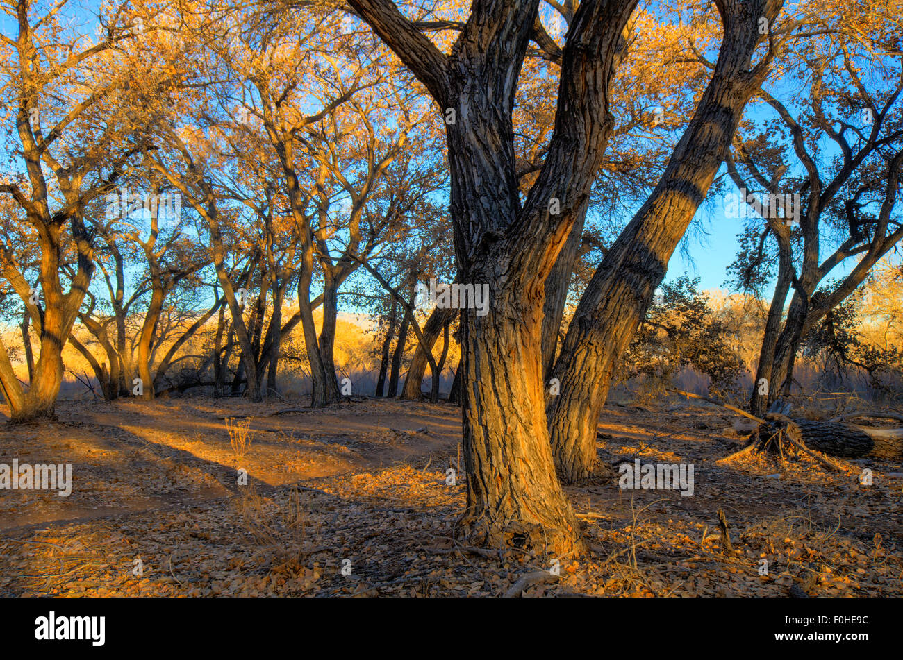 Rio Grande Cottonwoods, (Populus deltoides), in winter.  Rio Grande bosque at Albuquerque, New Mexico, USA. Stock Photo