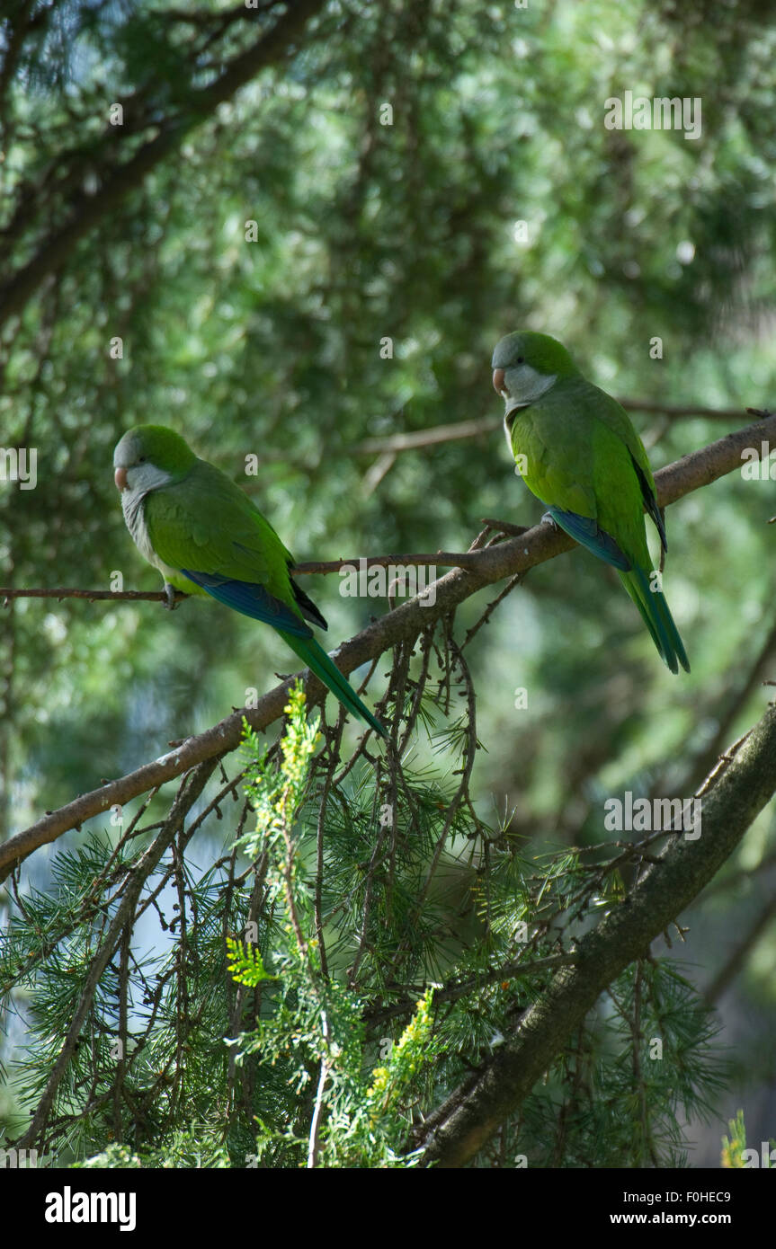 Roman Parakeets Monk parakeets pair hi-res stock photography and images - Alamy