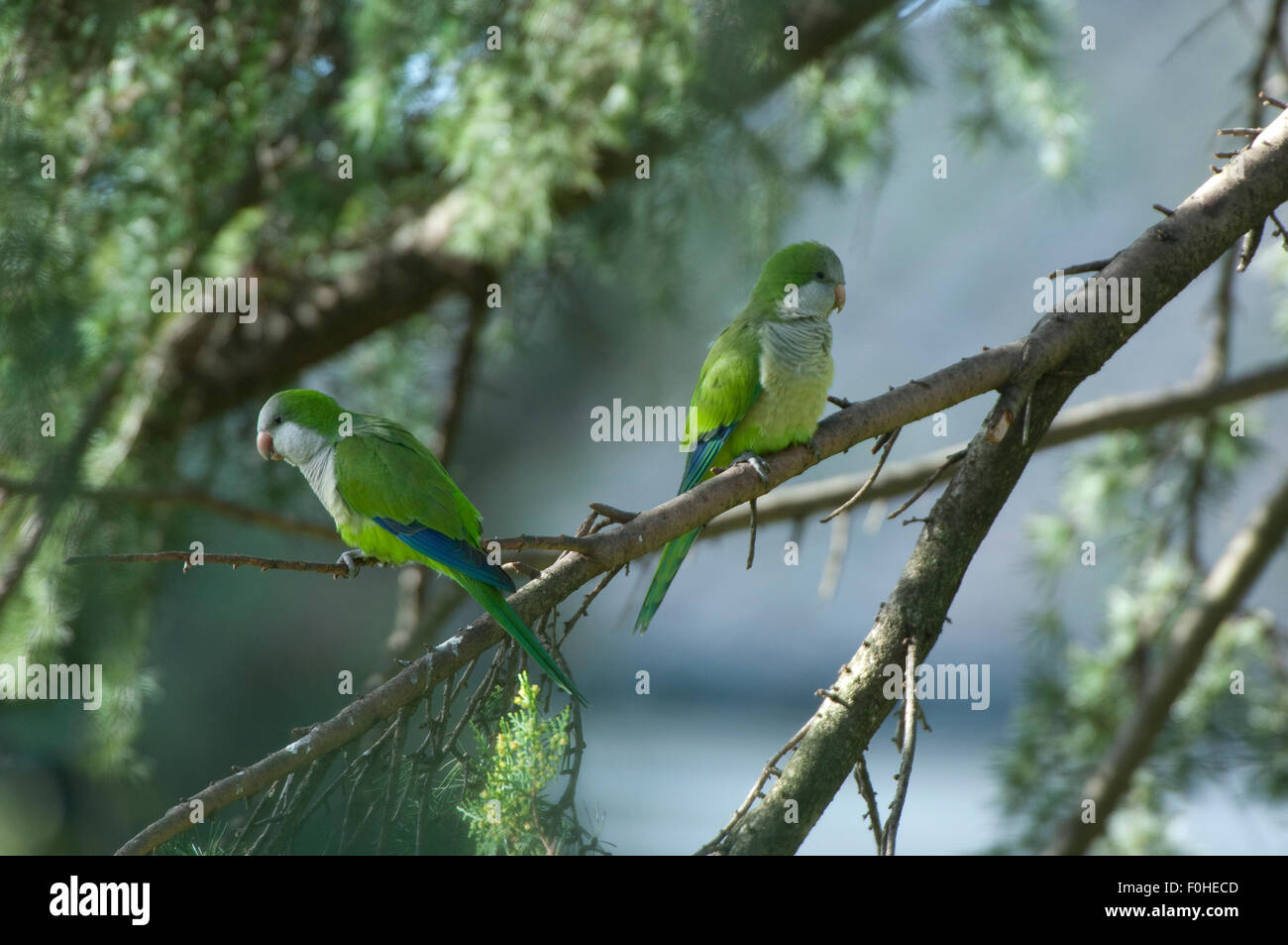 Roman Parakeets Monk parakeet urban hi-res stock photography and images - Alamy
