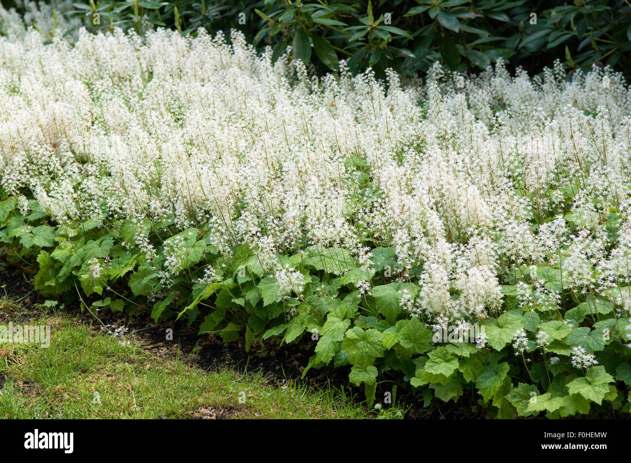 Tiarella Stock Photos & Tiarella Stock Images Alamy
