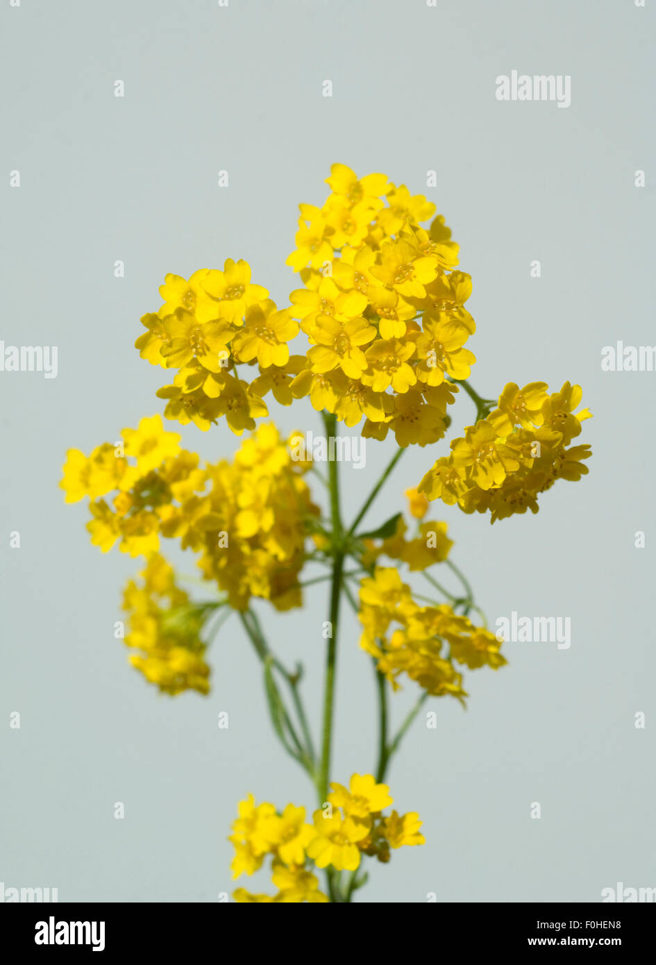 Yellow alyssum hi-res stock photography and images - Alamy