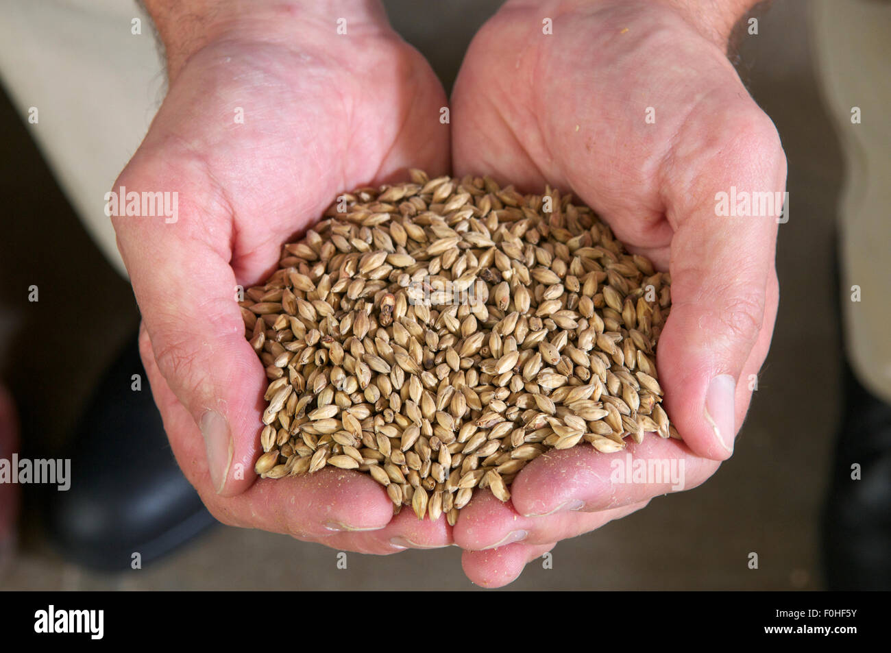 Malted barley hires stock photography and images Alamy