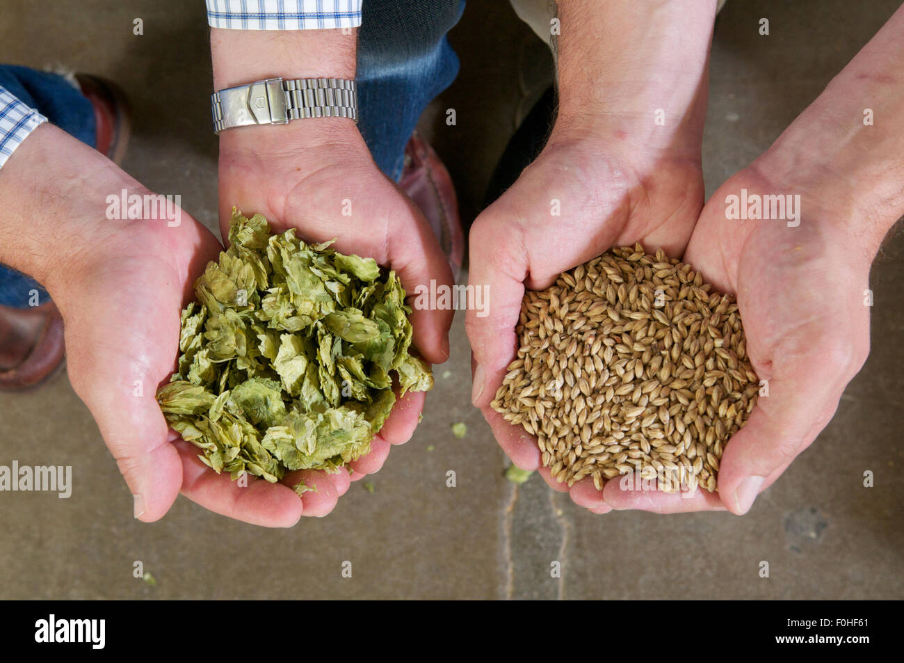 Hands holding hops and crystal malted barley for brewing, UK Stock Photo