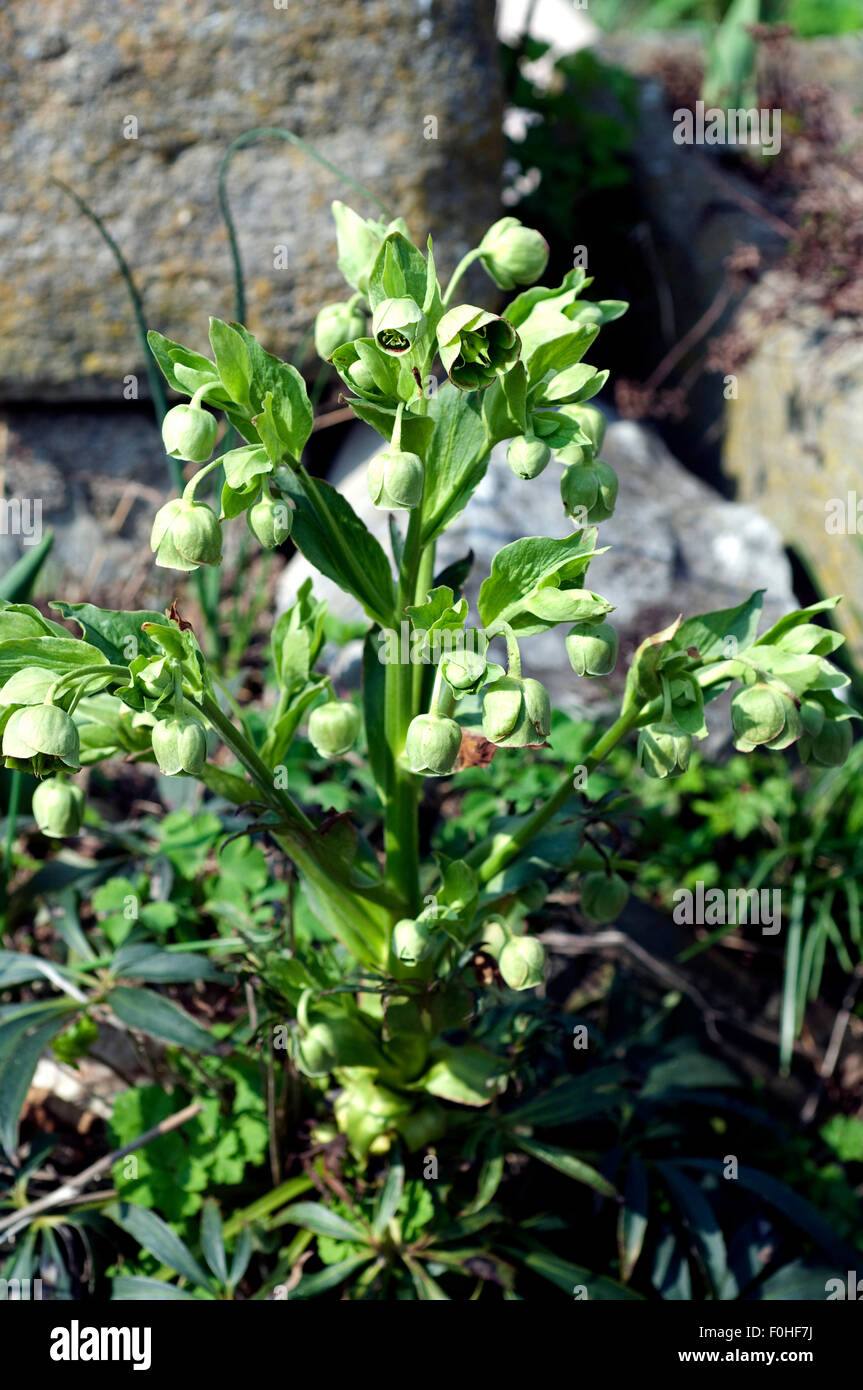 Stinkende, Nieswurz, Helleborus, foetidus, PalmblattSchneerose Stock