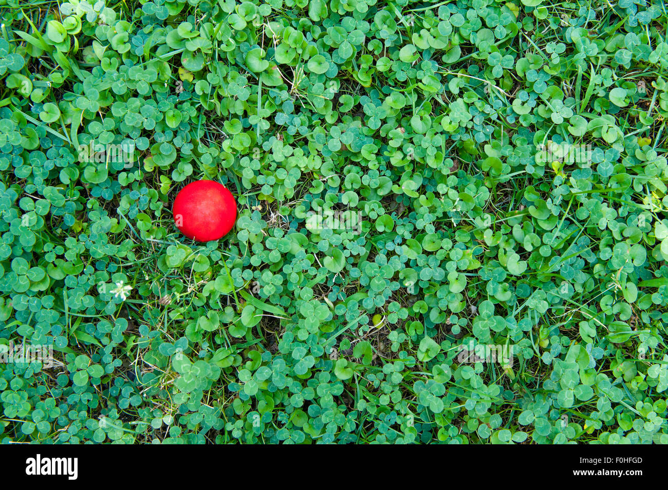Clover natural field green texture with a red ball on left side, horizontal Stock Photo