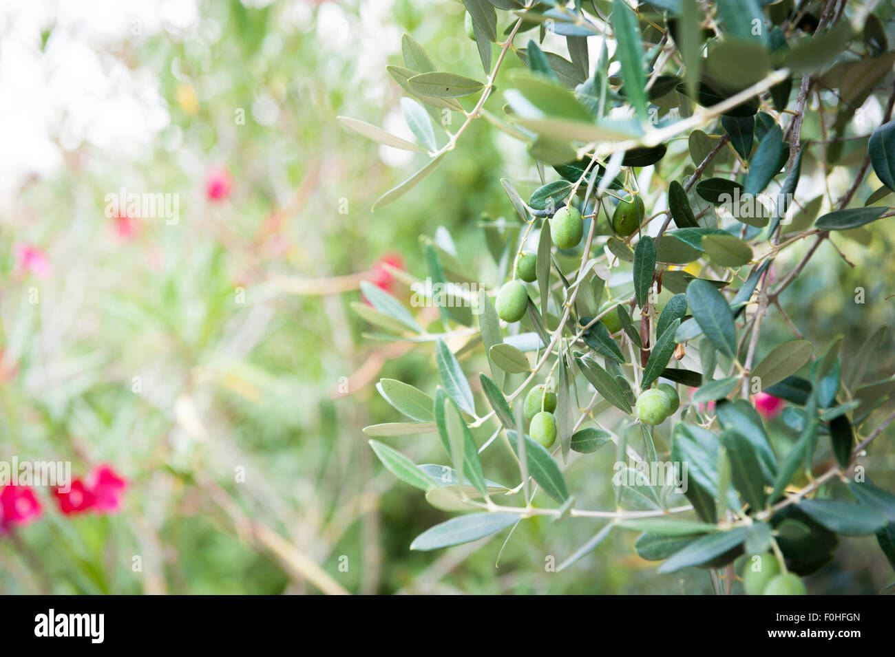 Olive tree branch detail with some green fruits and red flowers out of focus background Stock Photo