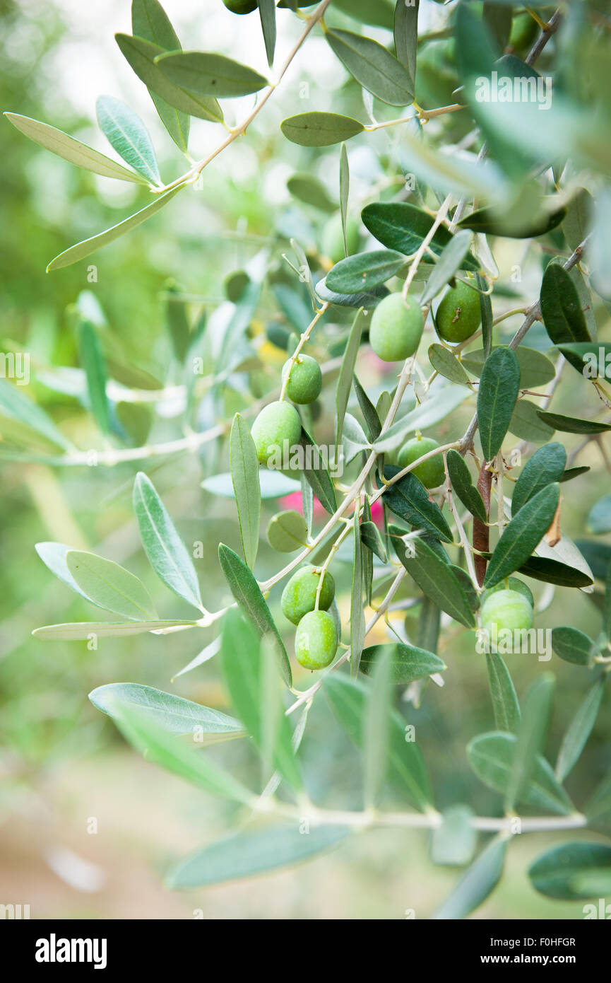 Olive tree branch detail with some green fruits in field Stock Photo ...
