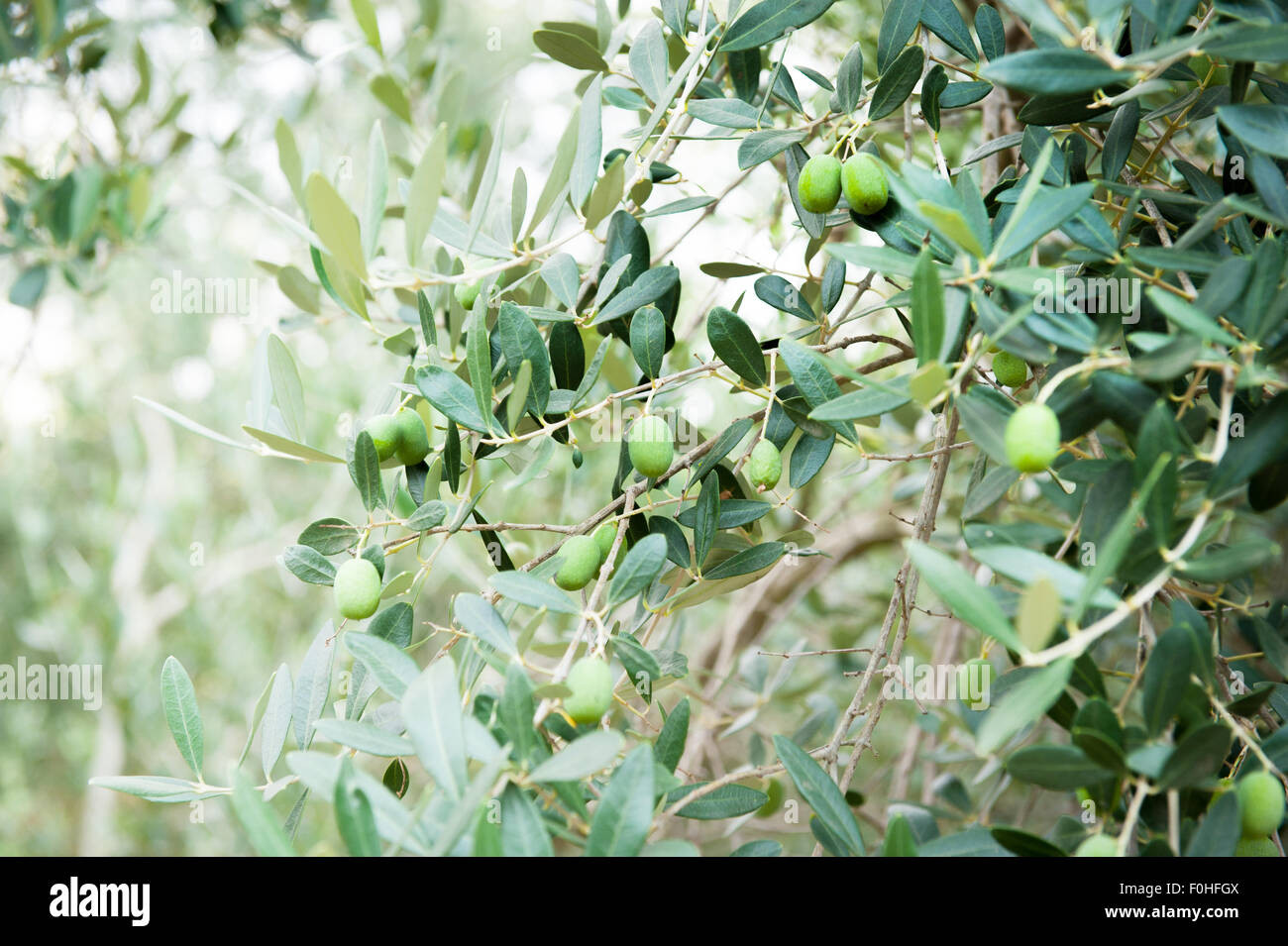 Olive tree branch detail with some green fruits in field Stock Photo ...