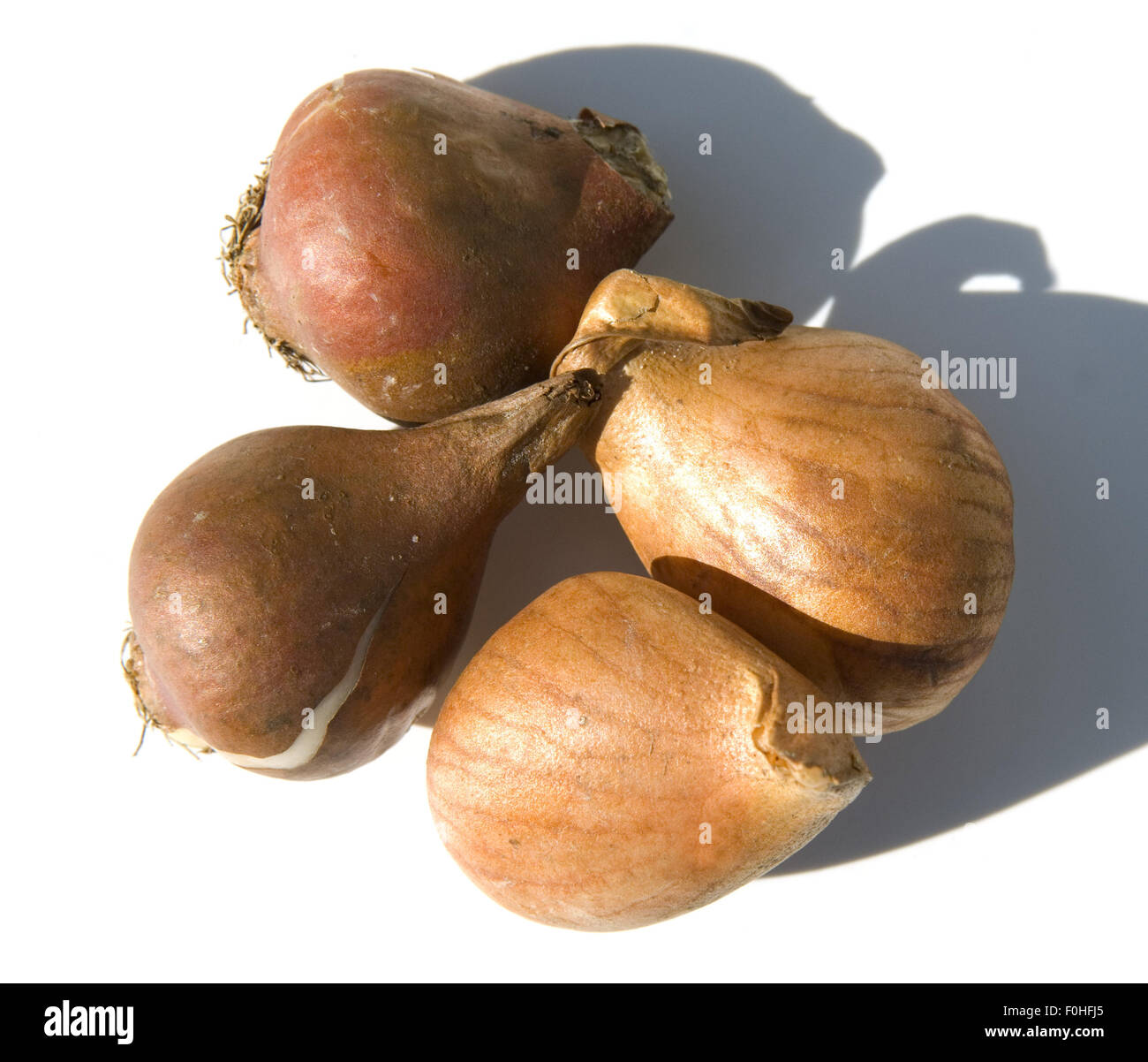 Tulpenzwiebeln, Stock Photo