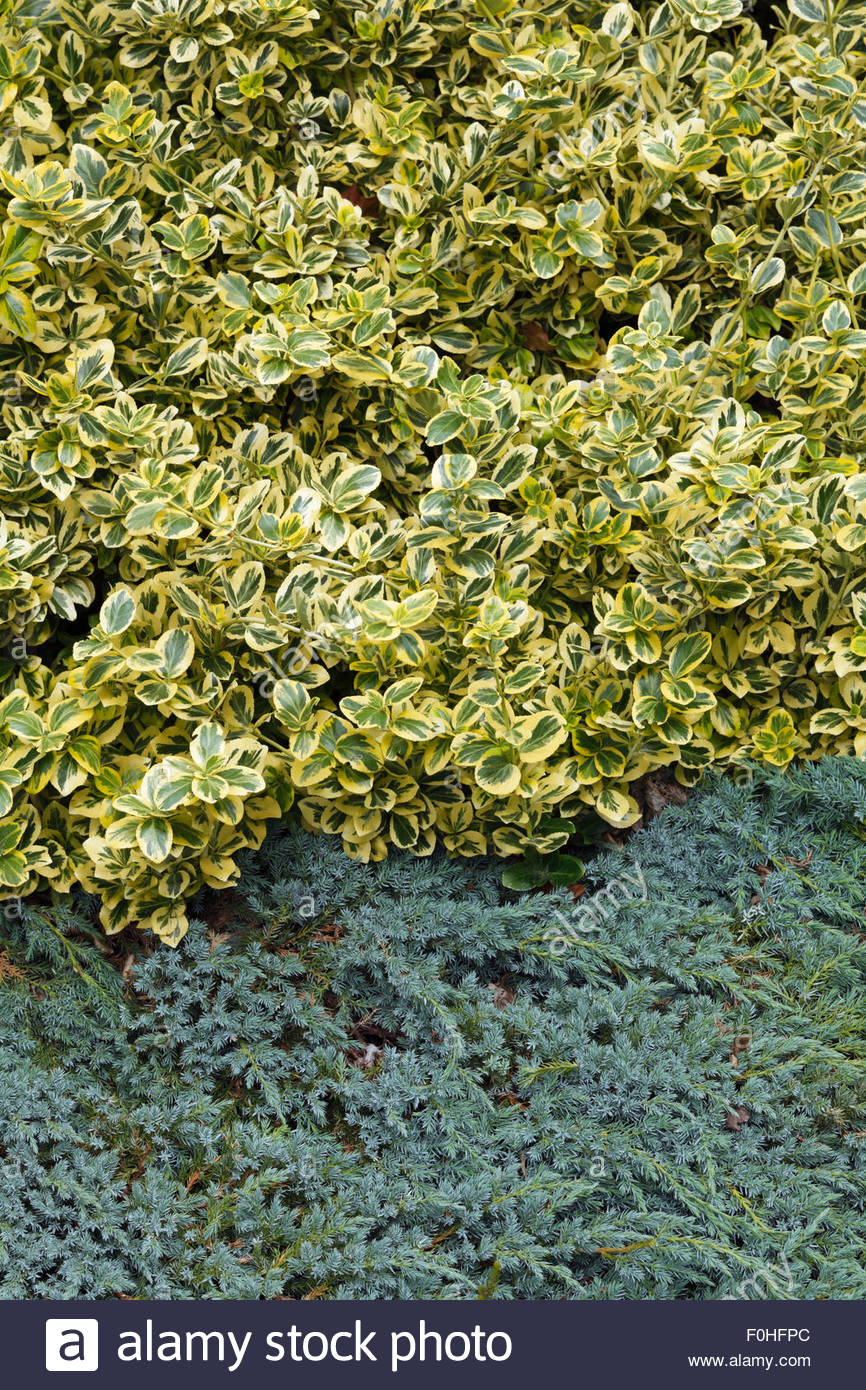 Juniperus Squamata Stock Photos Juniperus Squamata Stock Images