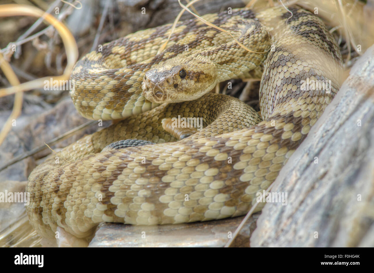 Black-tailed Rattlesnake, (Crotalus ornatus),at a den in central New Mexico, USA. Stock Photo