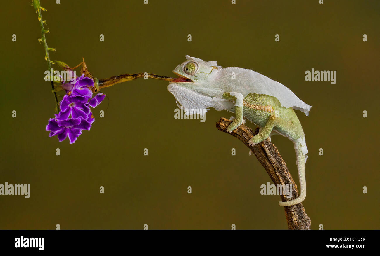 chameleon with catch cricket Stock Photo Alamy