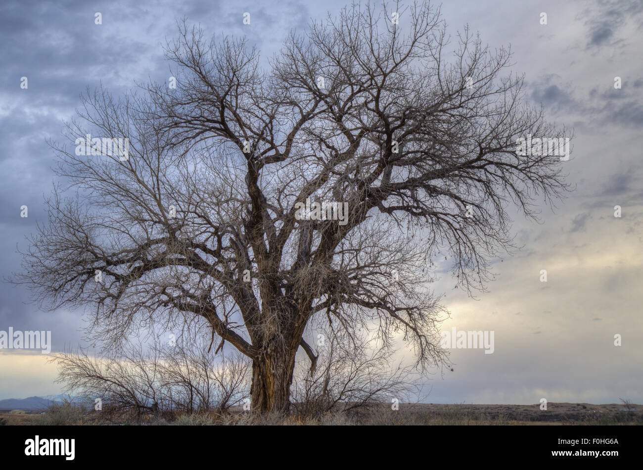 Cottonwood Tree Winter Stock Photos & Cottonwood Tree Winter Stock