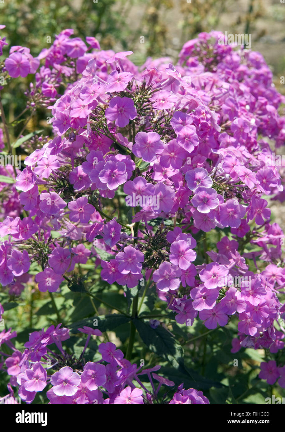 Breitblattphlox; Phlox amplifolia Stock Photo