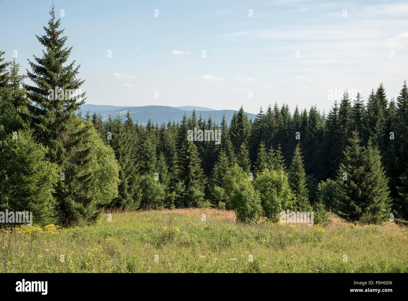 Norway spruce-dominated highland forests are developing naturally in the National Parks Bavarian Forest and Sumava. Stock Photo