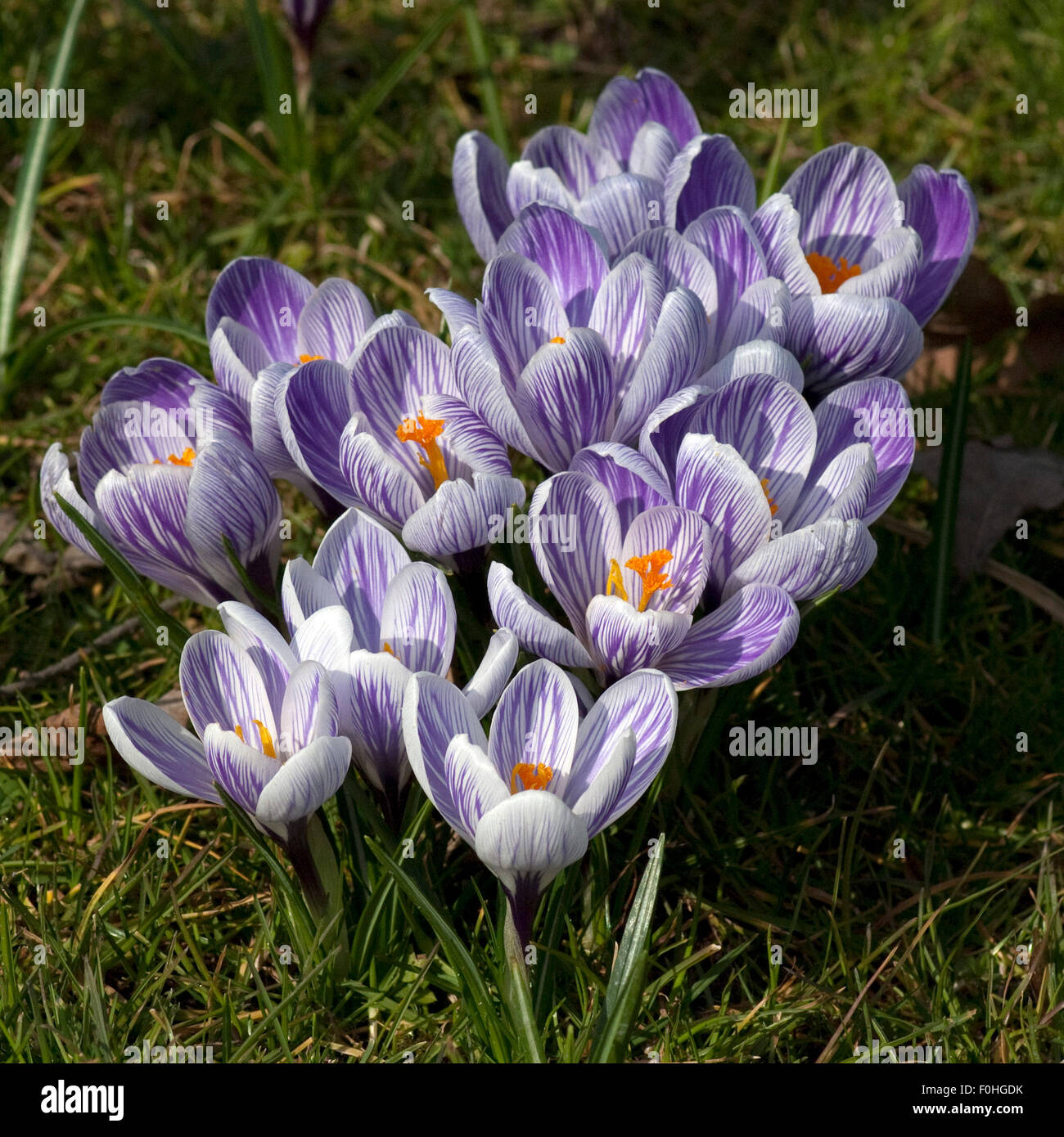 Gartenkrokus, Krokus, Crocus, Stock Photo