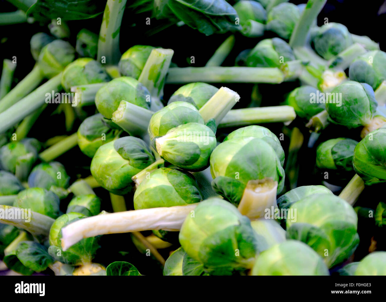 BRUSSEL SPROUTS ON STALKS ON A FRESH MARKET STALL Stock Photo