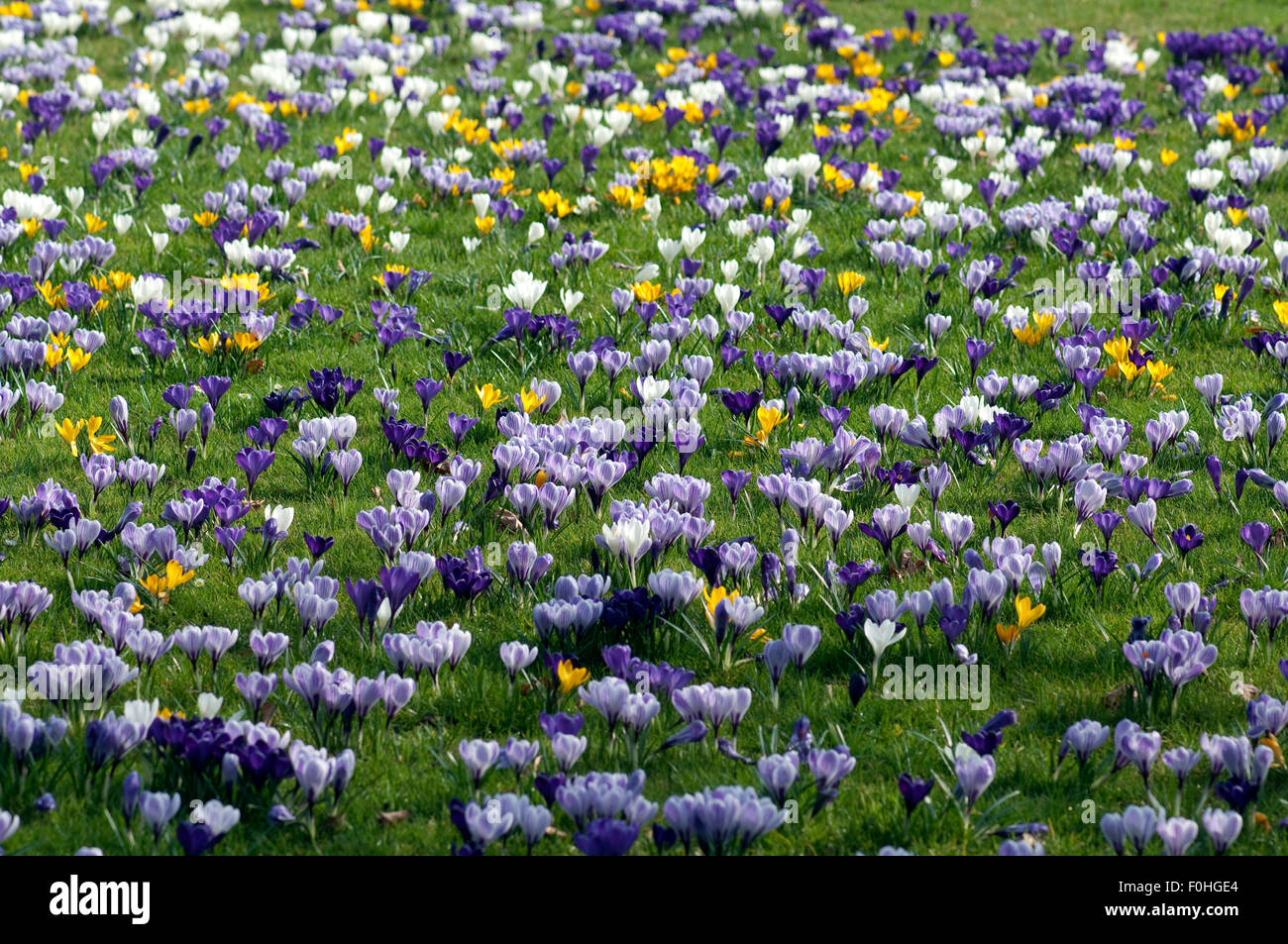 Blumenwiese, Krokusse, Stock Photo