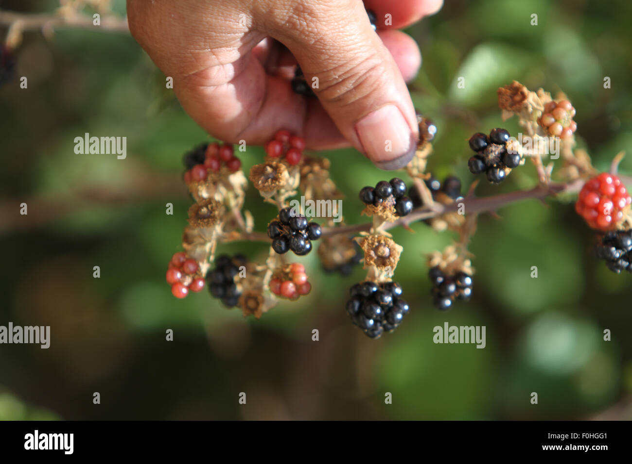 Close up of female hand picking wild Blackberries (credit image©Jack Ludlam) Stock Photo
